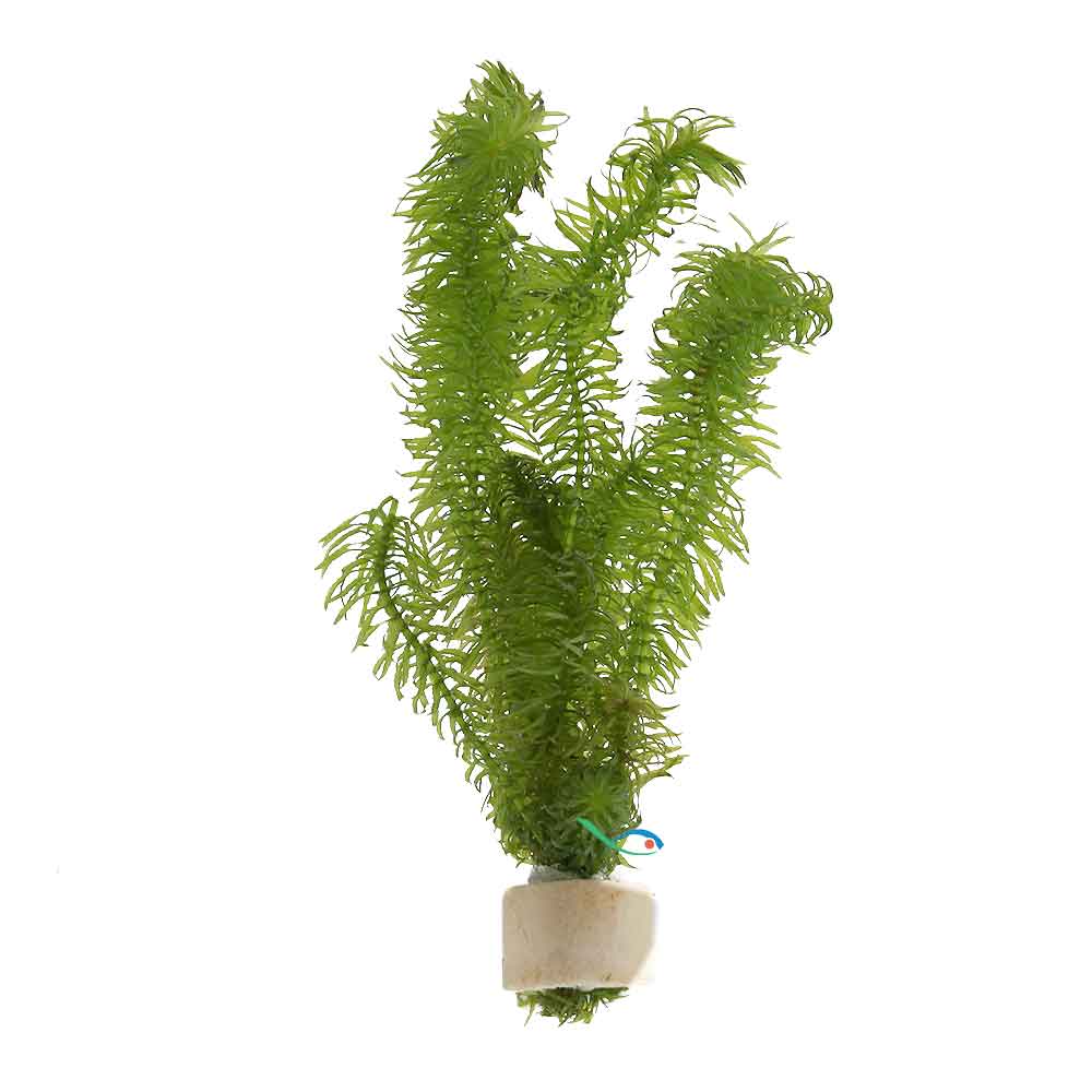 Pianta Egeria Najas mazzetto