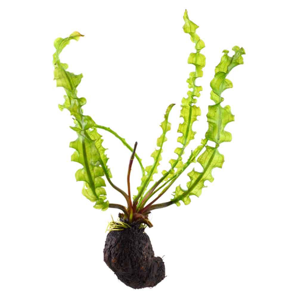 Tropica Pianta Aponogeton longiplumulosus bulbo