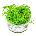 Tropica 1•2•Grow! Pianta Najas guadalupensis 'Guppy Grass' in Vitro Cup