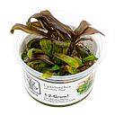 Tropica 1•2•Grow! Pianta Lysimachia parvifolia ‘Red’ in Vitro Cup