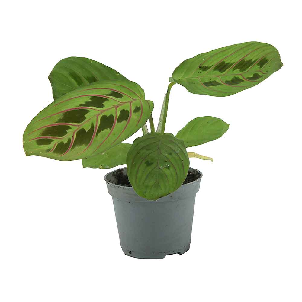 Aquafleur Terrarium Plant Paludario Calathea Leuconeura Red Stripe