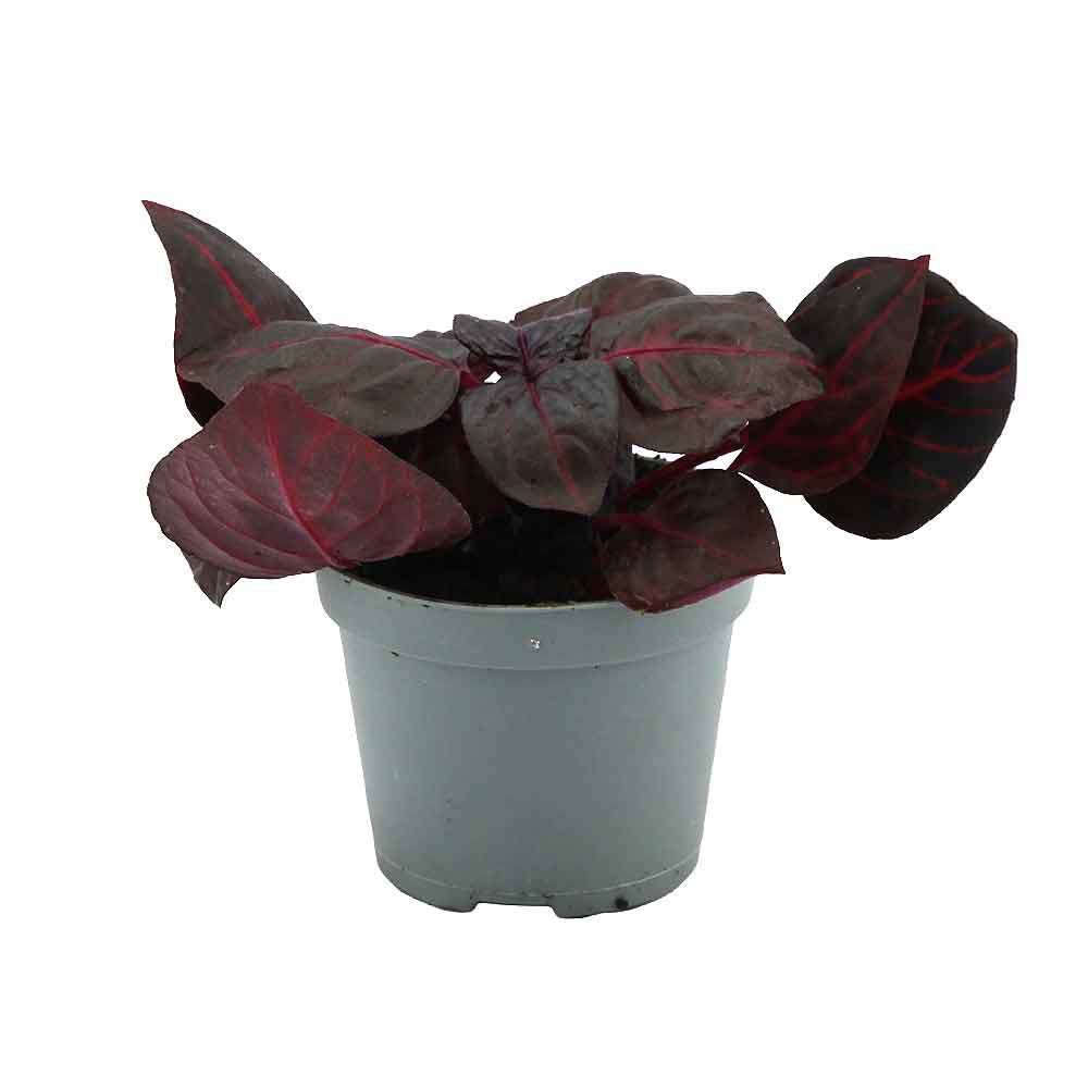 Aquafleur Terrarium Plant Paludario Iresine Herbstii Bloadleaf
