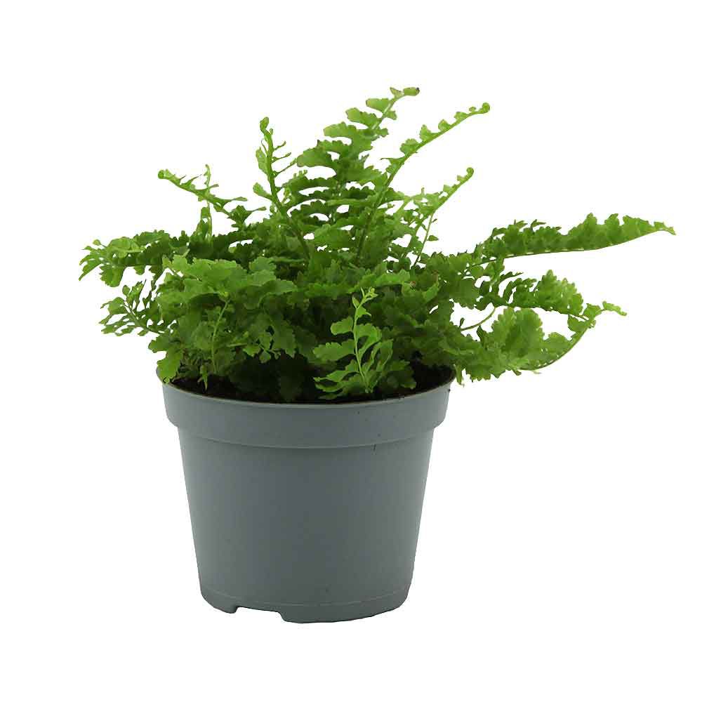 Aquafleur Terrarium Plant Paludario Nephrolepis Exaltata Duffy