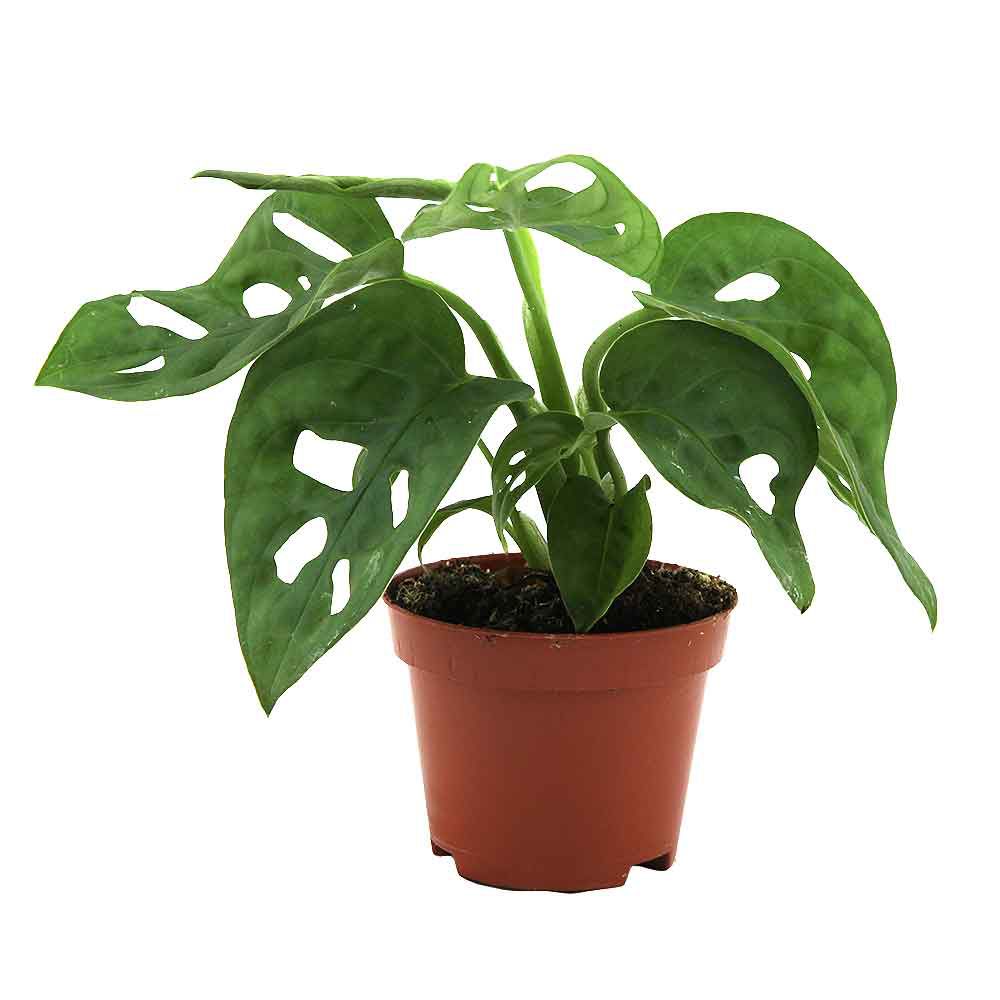 Aquafleur Terrarium Plant Paludario Monstera Obliqua