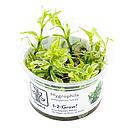 Tropica 1•2•Grow! Pianta Hygrophila polysperma 'White' in Vitro Cup