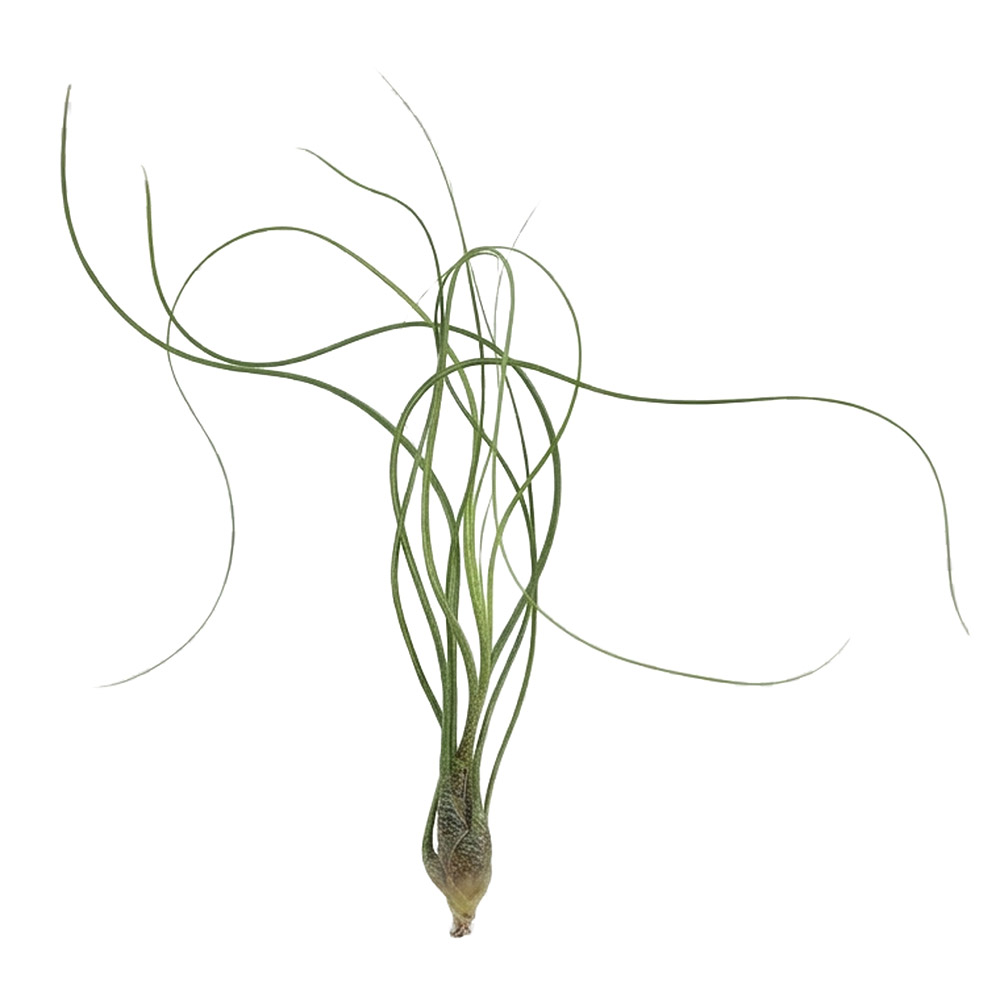 Aquafleur Terrarium Plant PaludarioTillandsia Butzii