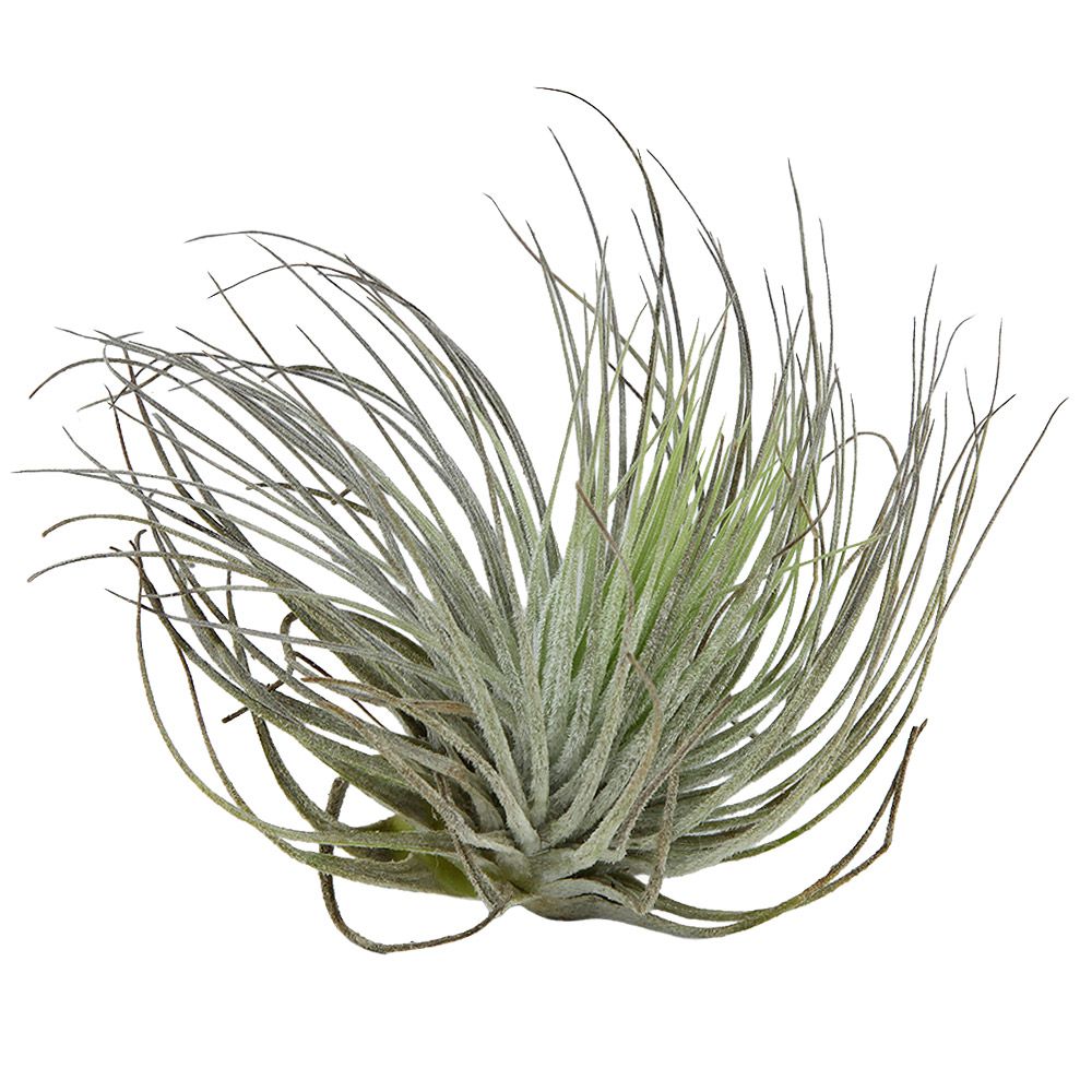 Aquafleur Terrarium Plant PaludarioTillandsia Magnusiana