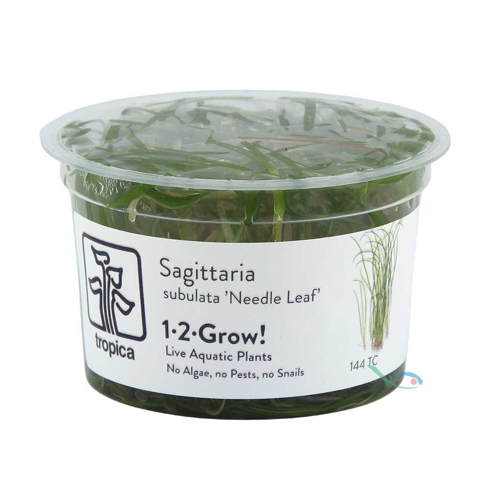 Tropica 1•2•Grow! Pianta Sagittaria Subulata "Needle Leaf" in Vitro Cup