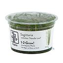 Tropica 1•2•Grow! Pianta Sagittaria Subulata "Needle Leaf" in Vitro Cup
