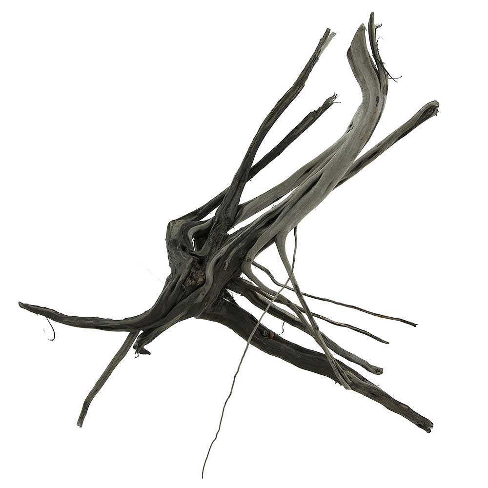 Legno Black Root 2 con foto reale e misure 32x12x28h cm