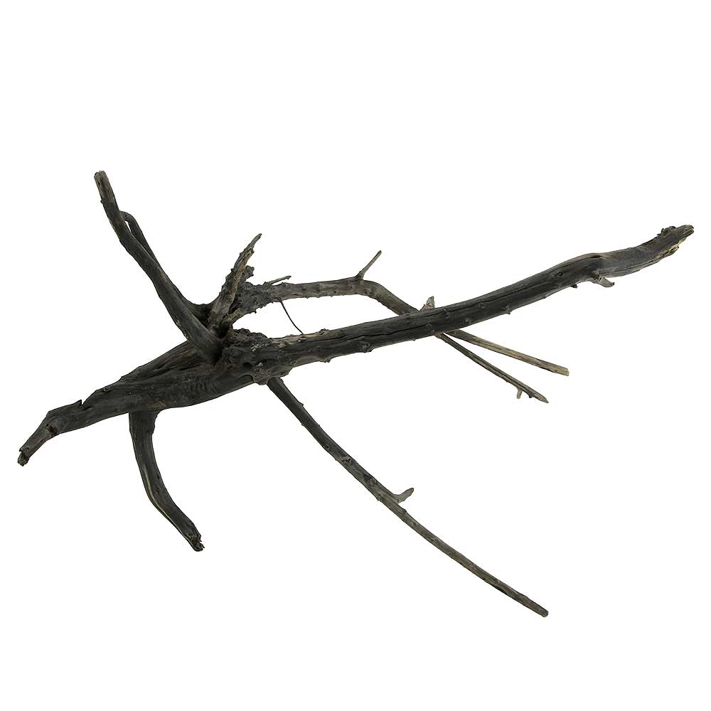 Legno Black Root 4 con foto reale e misure 44x23x30h cm