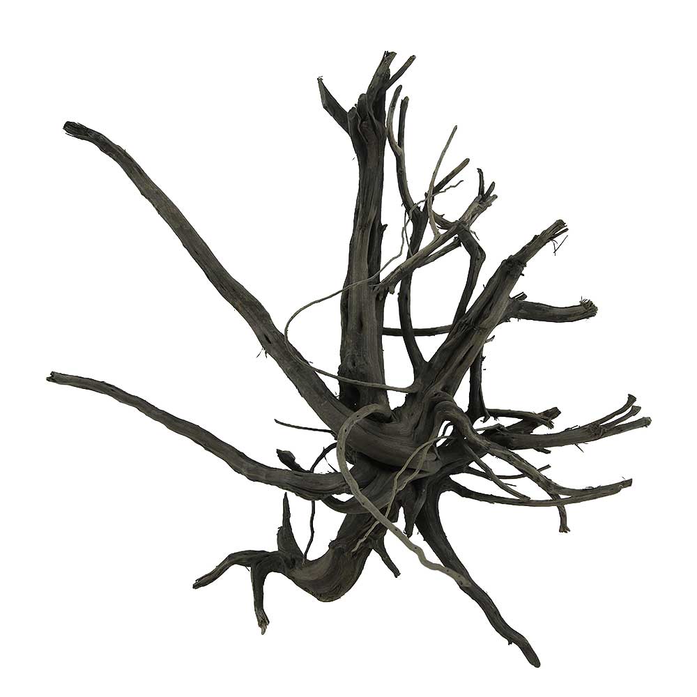 Legno Black Root 5 con foto reale e misure 41x30x28h cm
