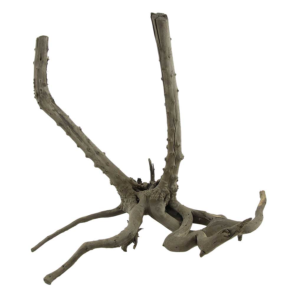 Legno Black Root 9 con foto reale e misure 36x25x33h cm