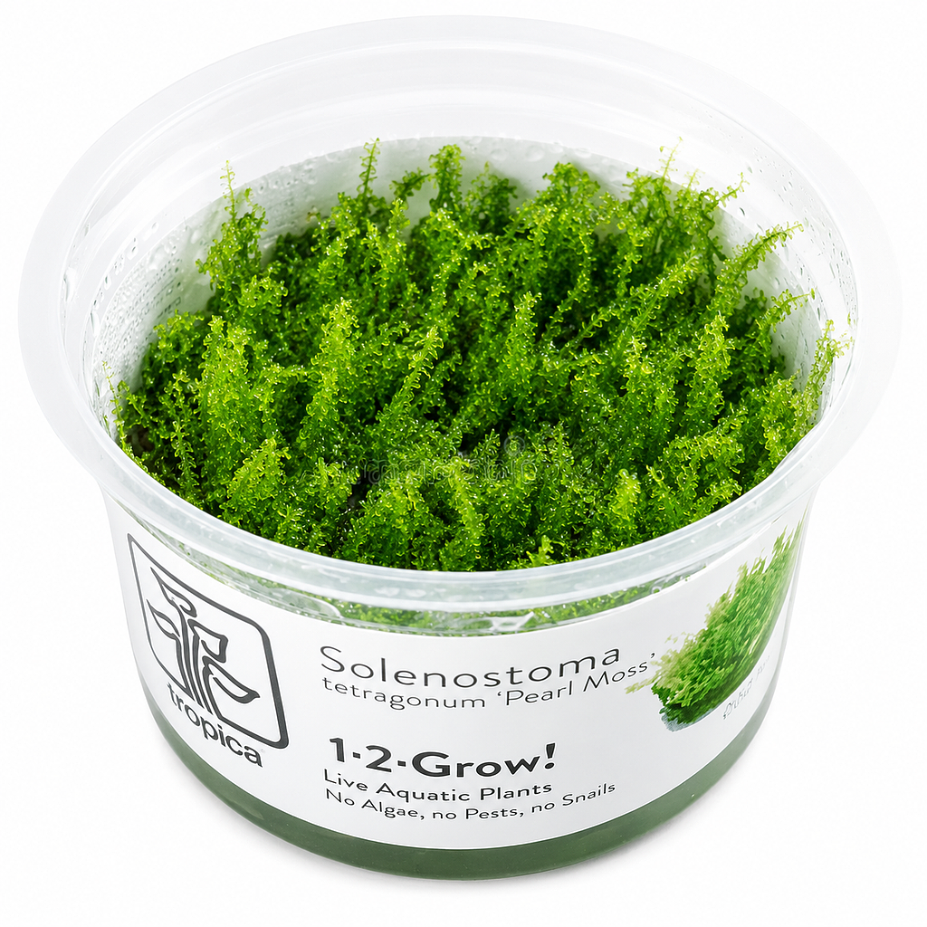 Tropica 1•2•Grow! Pianta Solenostoma tetragonum 'Pearl Moss' in Vitro Cup
