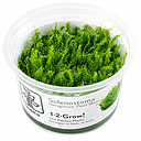 Tropica 1•2•Grow! Pianta Solenostoma tetragonum 'Pearl Moss' in Vitro Cup