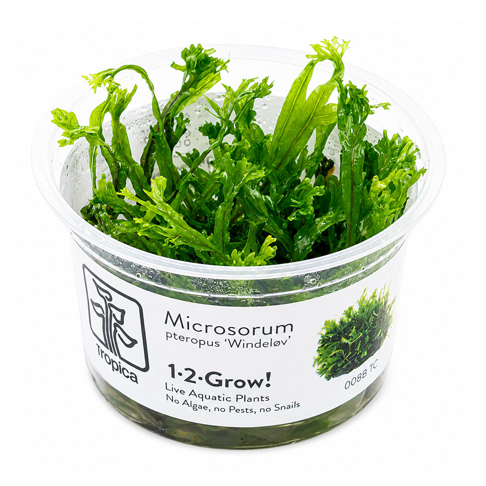 Tropica 1•2•Grow! Pianta Microsorum pteropus 'Windelov' in Vitro Cup