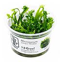 Tropica 1•2•Grow! Pianta Microsorum pteropus 'Windelov' in Vitro Cup