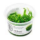 Tropica 1•2•Grow! Pianta Microsorum pteropus 'Narrow' in Vitro Cup