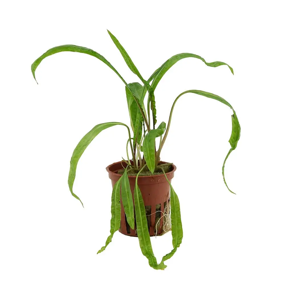 Tropica Pianta Cryptocoryne crispatula in vasetto