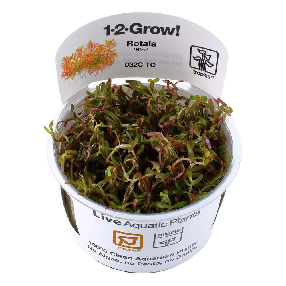 Tropica 1•2•Grow! Pianta Rotala rotundifolia 'H'rà in Vitro Cup