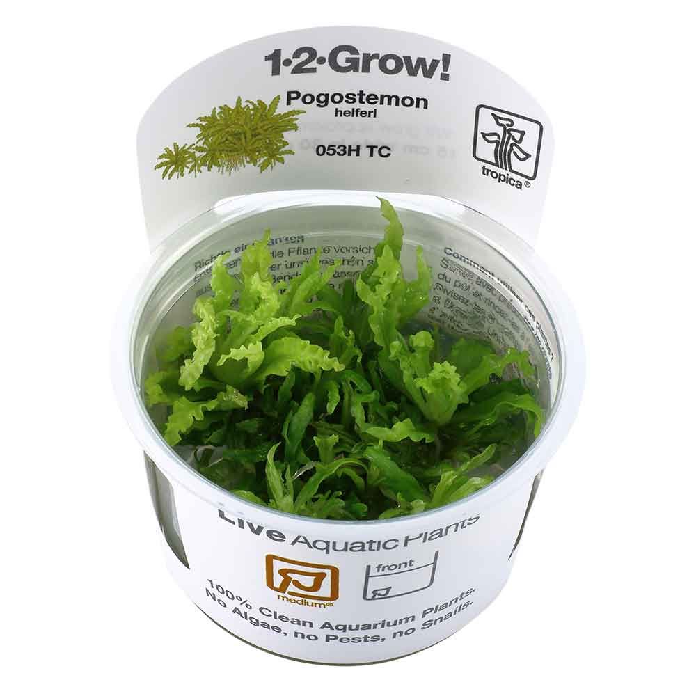 Tropica 1•2•Grow! Pianta Pogostemon helferi in Vitro Cup