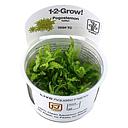 Tropica 1•2•Grow! Pianta Pogostemon helferi in Vitro Cup