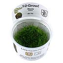 Tropica 1•2•Grow! Pianta Riccia Fluitans in Vitro Cup