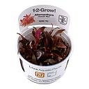 Tropica 1•2•Grow! Pianta Alternantera Reineikii "Mini" in Vitro Cup