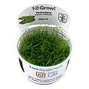 Tropica 1•2•Grow! Pianta Vesicularia montagnei "Christmas" in Vitro Cup