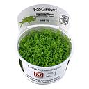 Tropica 1•2•Grow! Pianta Micranthemum  callitrichoides "Cuba" in Vitro Cup