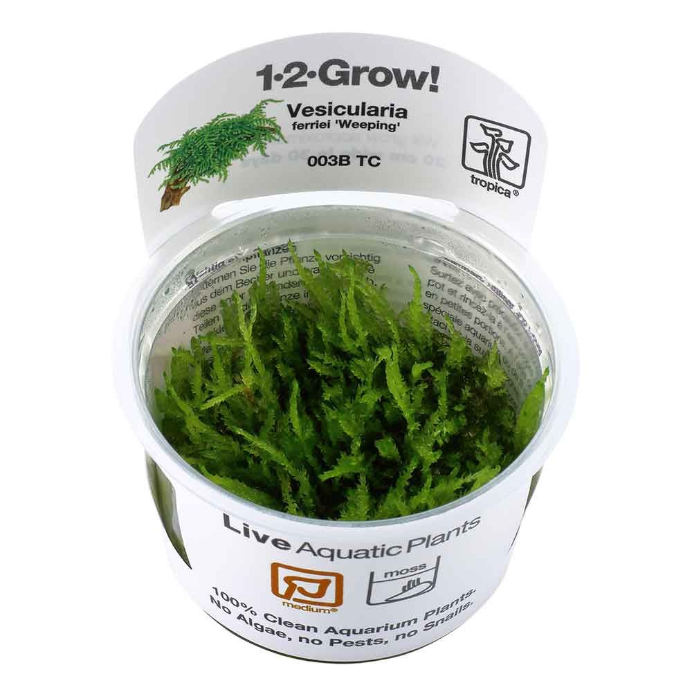 Tropica 1•2•Grow! Pianta Vesicularia Ferriei "Weeping" in Vitro Cup