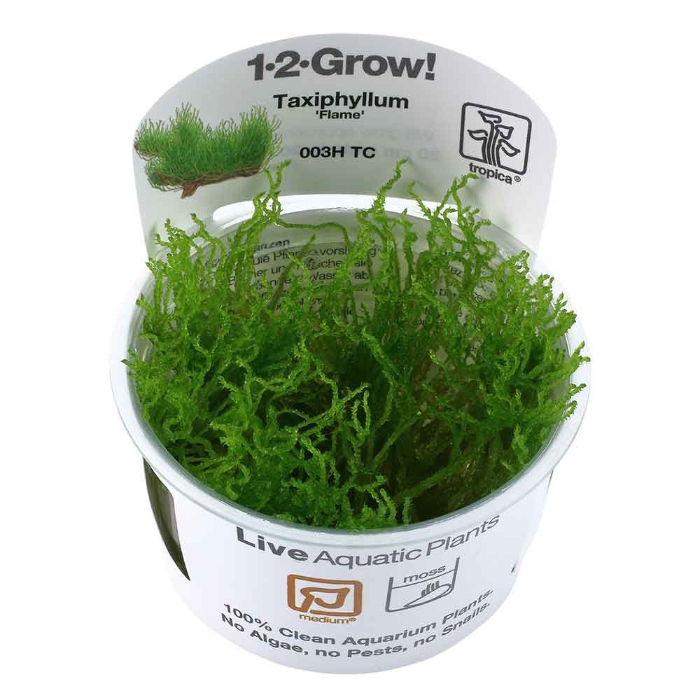 Tropica 1•2•Grow! Pianta Taxiphyllum "Flamè" in Vitro Cup
