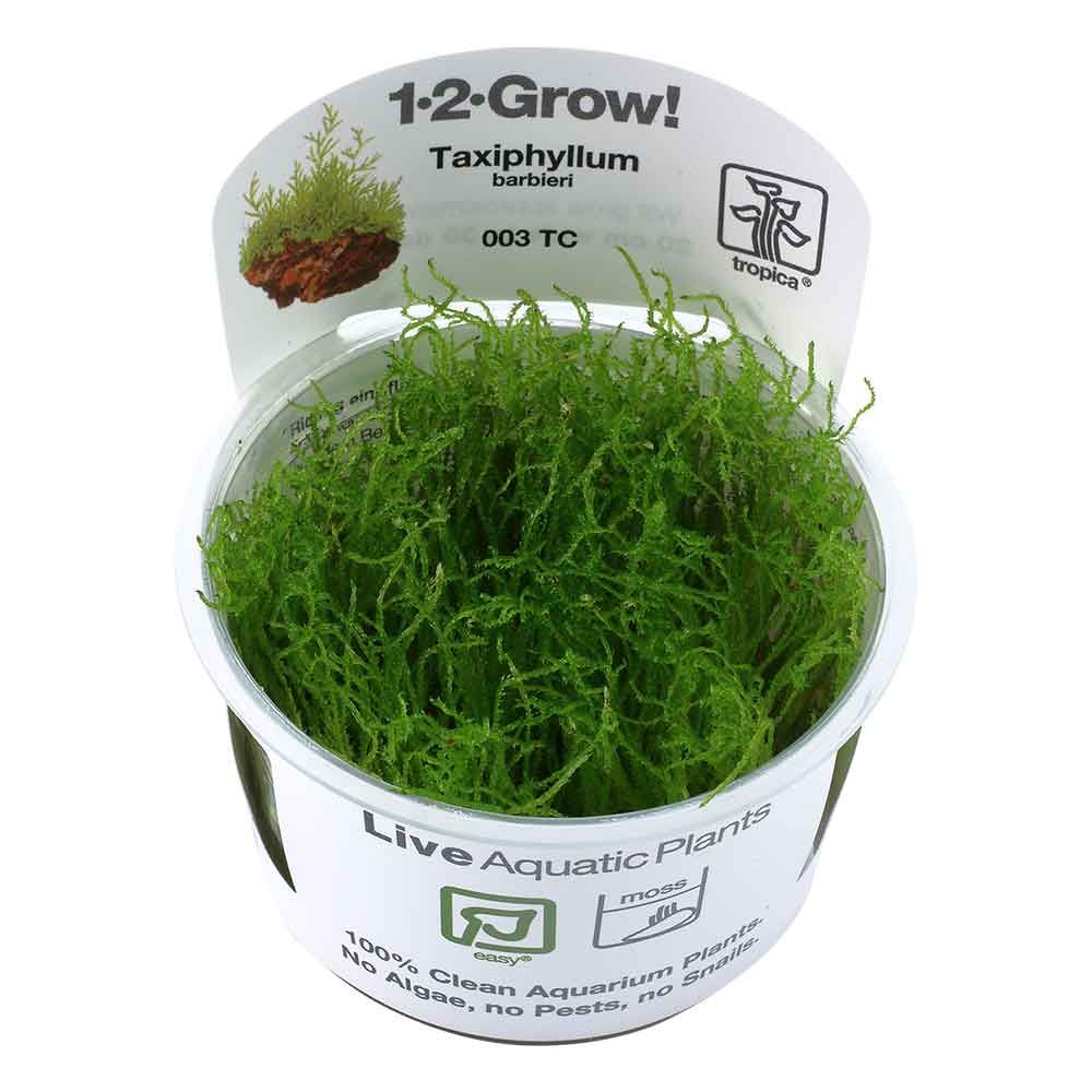 Tropica 1•2•Grow! Pianta Taxiphyllum Barbieri "Bogon Moss" in Vitro Cup
