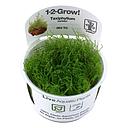 Tropica 1•2•Grow! Pianta Taxiphyllum Barbieri "Bogon Moss" in Vitro Cup