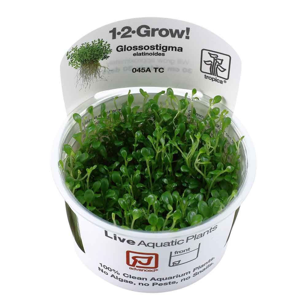 Tropica 1•2•Grow! Pianta Glossostigma Elatinoides in Vitro Cup