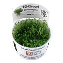 Tropica 1•2•Grow! Pianta Glossostigma Elatinoides in Vitro Cup