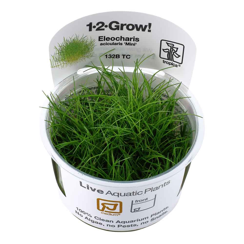 Tropica 1•2•Grow! Pianta Eleocharis pusilla "Mini" in Vitro Cup