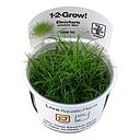 Tropica 1•2•Grow! Pianta Eleocharis pusilla "Mini" in Vitro Cup