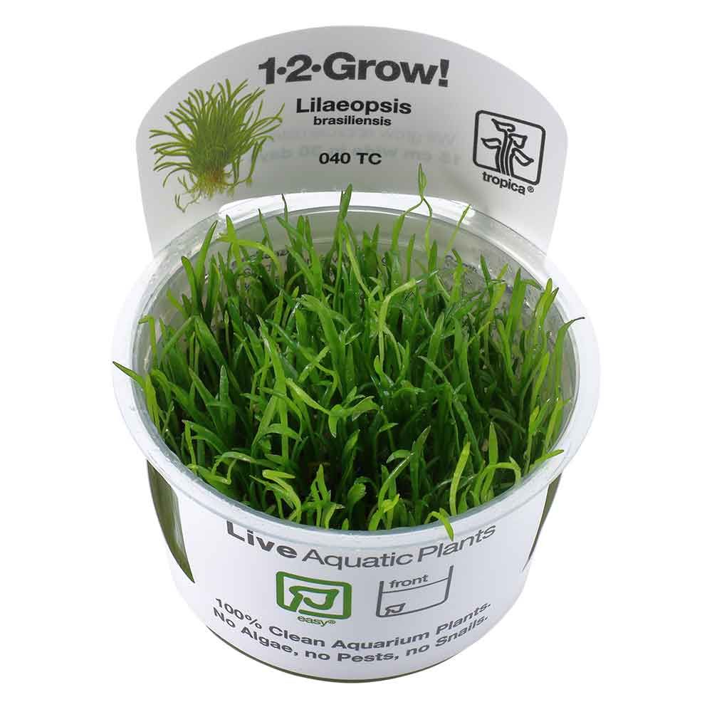 Tropica 1•2•Grow! Pianta Lilaeopsis Brasiliensis in Vitro Cup