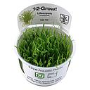 Tropica 1•2•Grow! Pianta Lilaeopsis Brasiliensis in Vitro Cup
