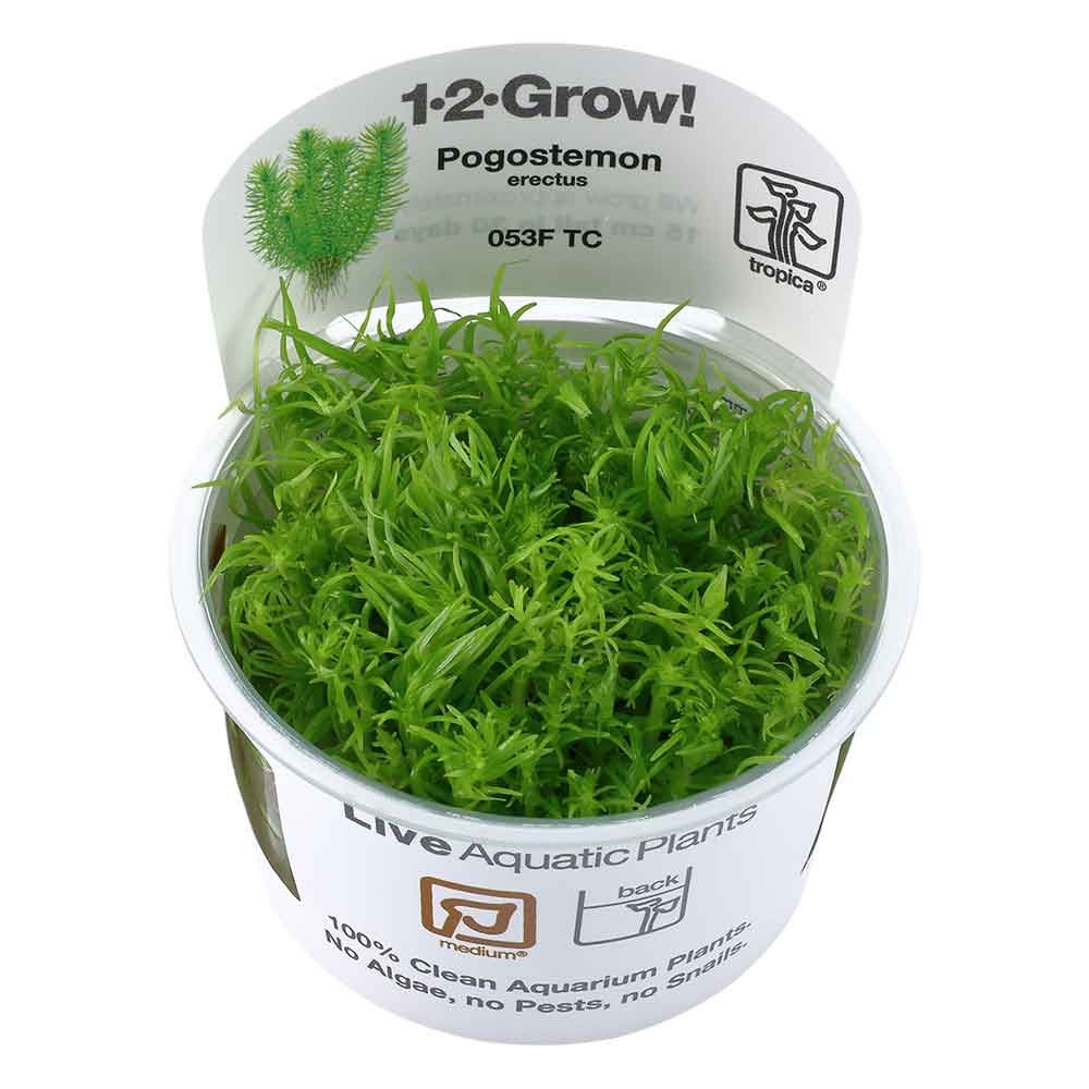 Tropica 1•2•Grow! Pianta Pogostemon Deccanensis (erectus) in Vitro Cup