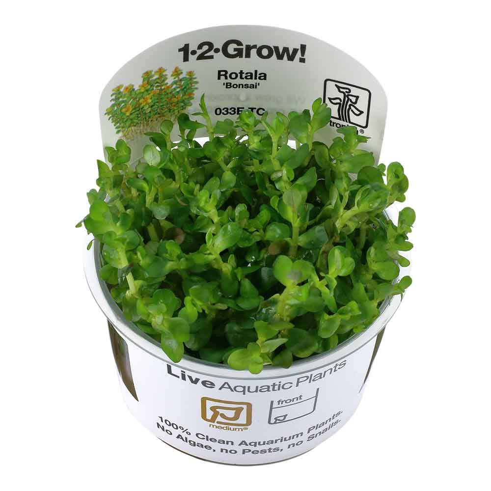Tropica 1•2•Grow! Pianta Rotala indica "Bonsai" in Vitro Cup