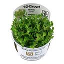 Tropica 1•2•Grow! Pianta Rotala indica "Bonsai" in Vitro Cup