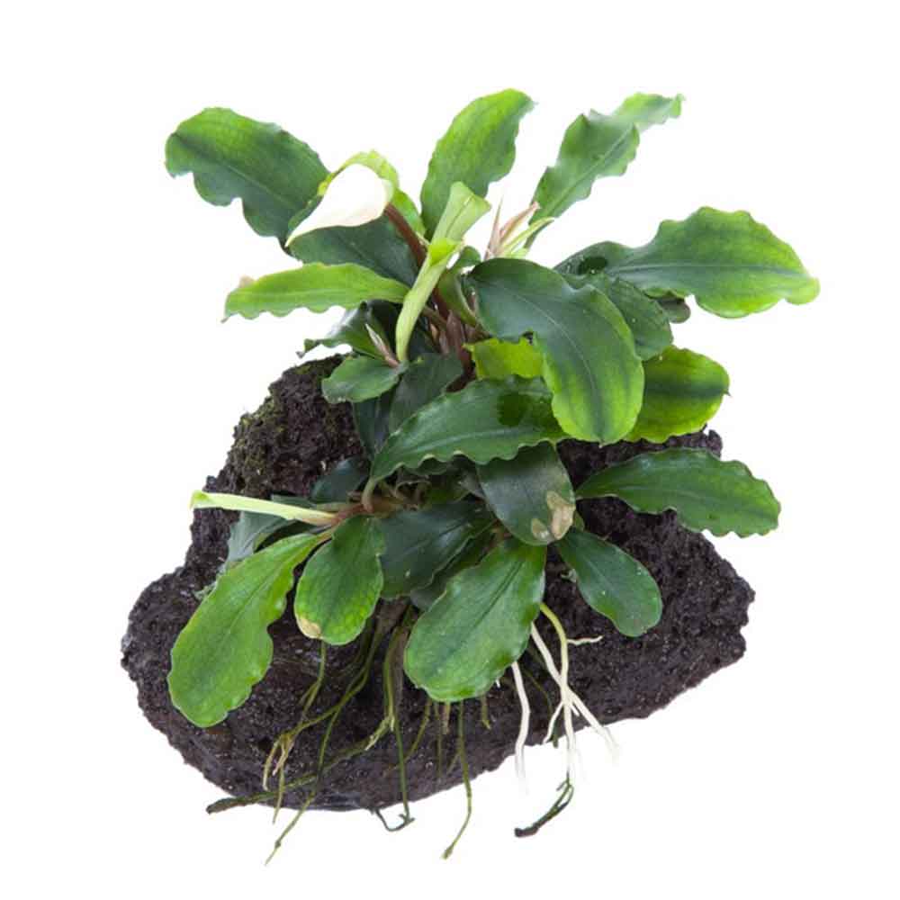 Tropica Pianta Bucephalandra pygmaea 'Bukit Kelam'