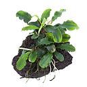 Tropica Pianta Bucephalandra pygmaea 'Bukit Kelam'