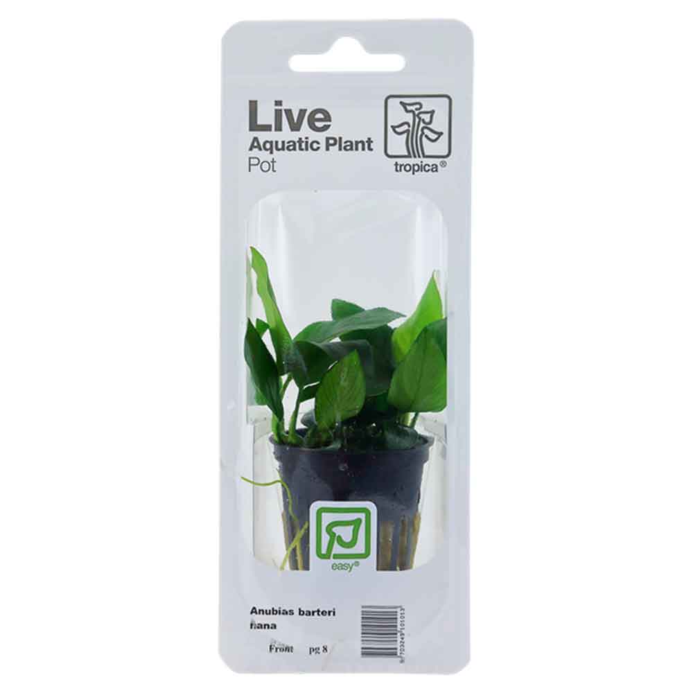 Tropica Single Package Pianta Anubias Barteri Nana vasetto