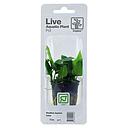 Tropica Single Package Pianta Anubias Barteri Nana vasetto