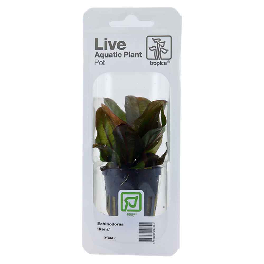 Tropica Single Package Pianta Echinodorus Reni vasetto