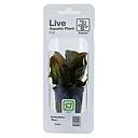 Tropica Single Package Pianta Echinodorus Reni vasetto