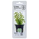 Tropica Single Package Pianta Rotala Rotundifolia vasetto
